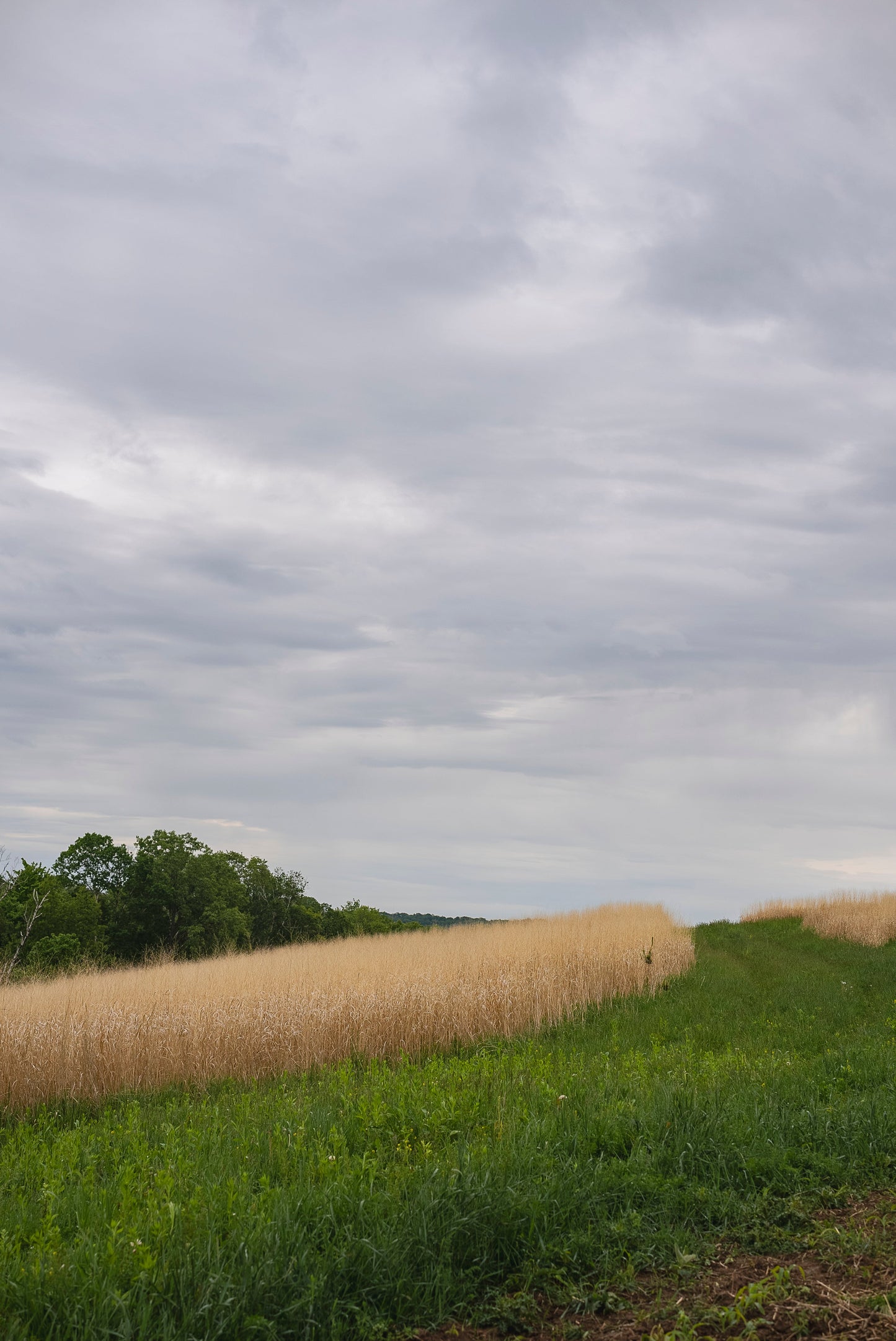 RC Sundance Switchgrass Habitat Seed