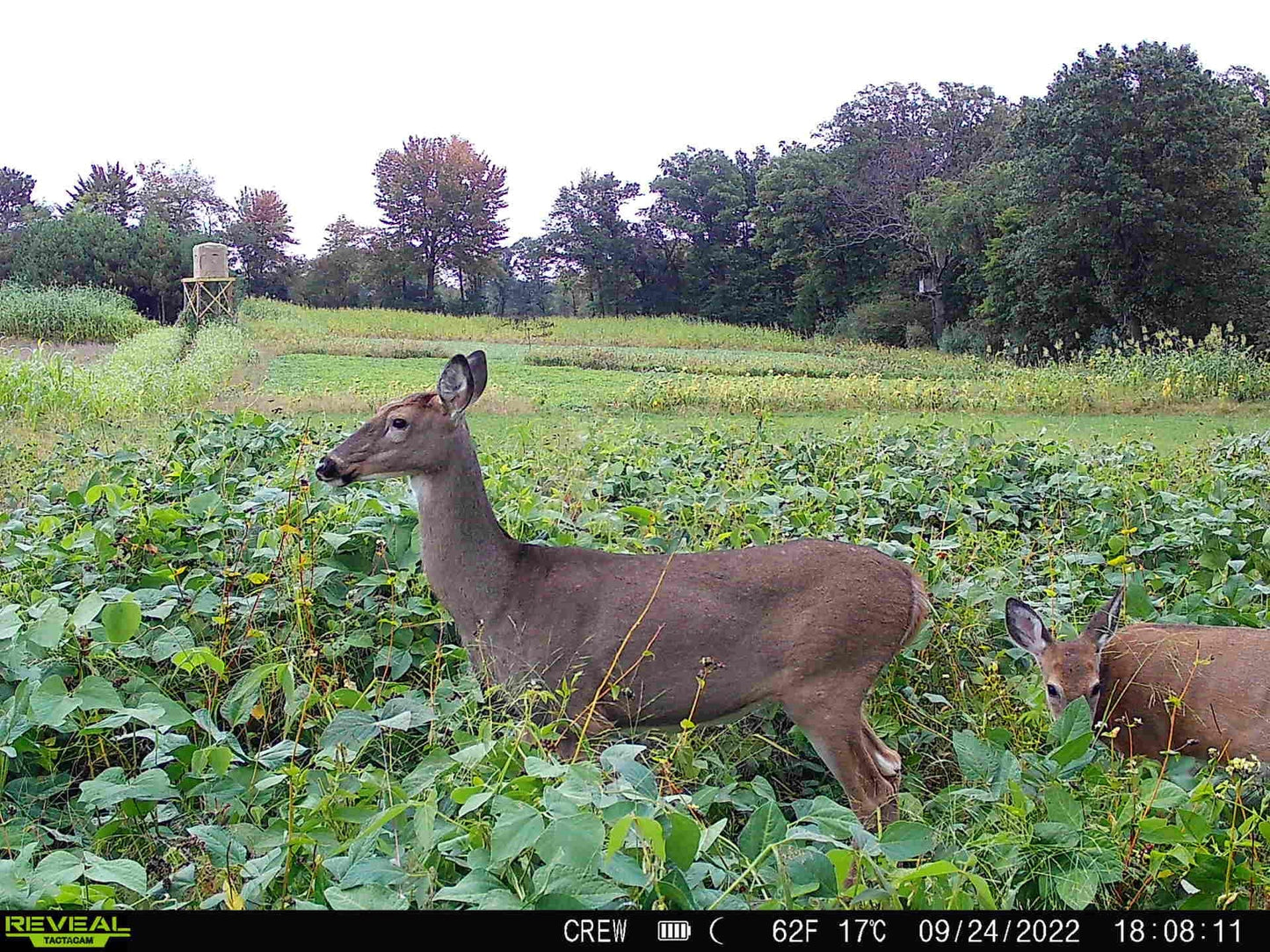 Motherload™ Food Plot Seed
